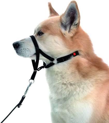 Duurzame Hondenhalster 👀, Dieren en Toebehoren, Ophalen of Verzenden, Nieuw