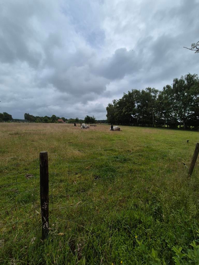 Gezocht stalling weidegang pensionstal, Dieren en Toebehoren, Stalling en Weidegang, Stalling, Weidegang