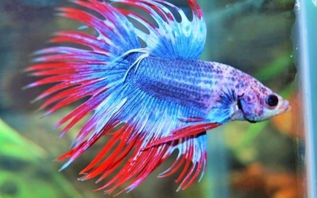 Siamese Kempvis - Betta splendens voor het tropisch aquarium, Dieren en Toebehoren, Vis, Zoetwatervis
