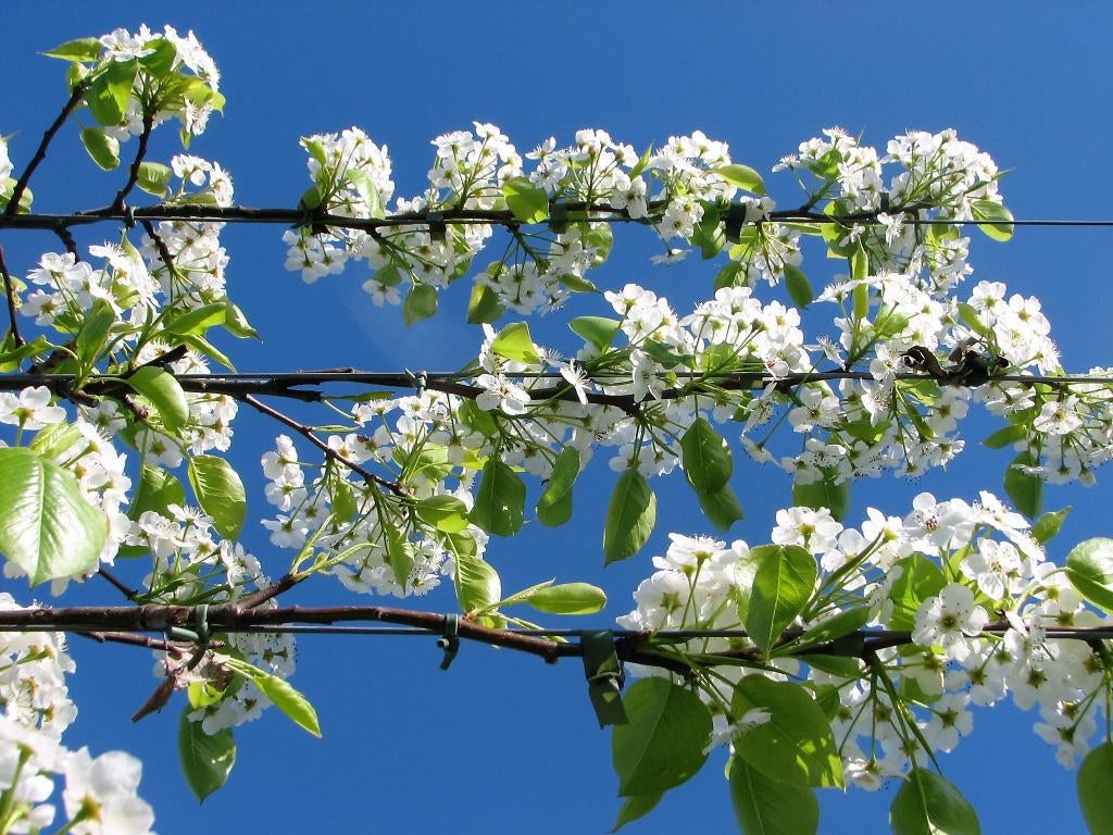 leibomen, leilinde, leisierpeer, dikte stam 18-20 en 25-30cm, Volle zon, Lente, 250 tot 400 cm, Overige soorten