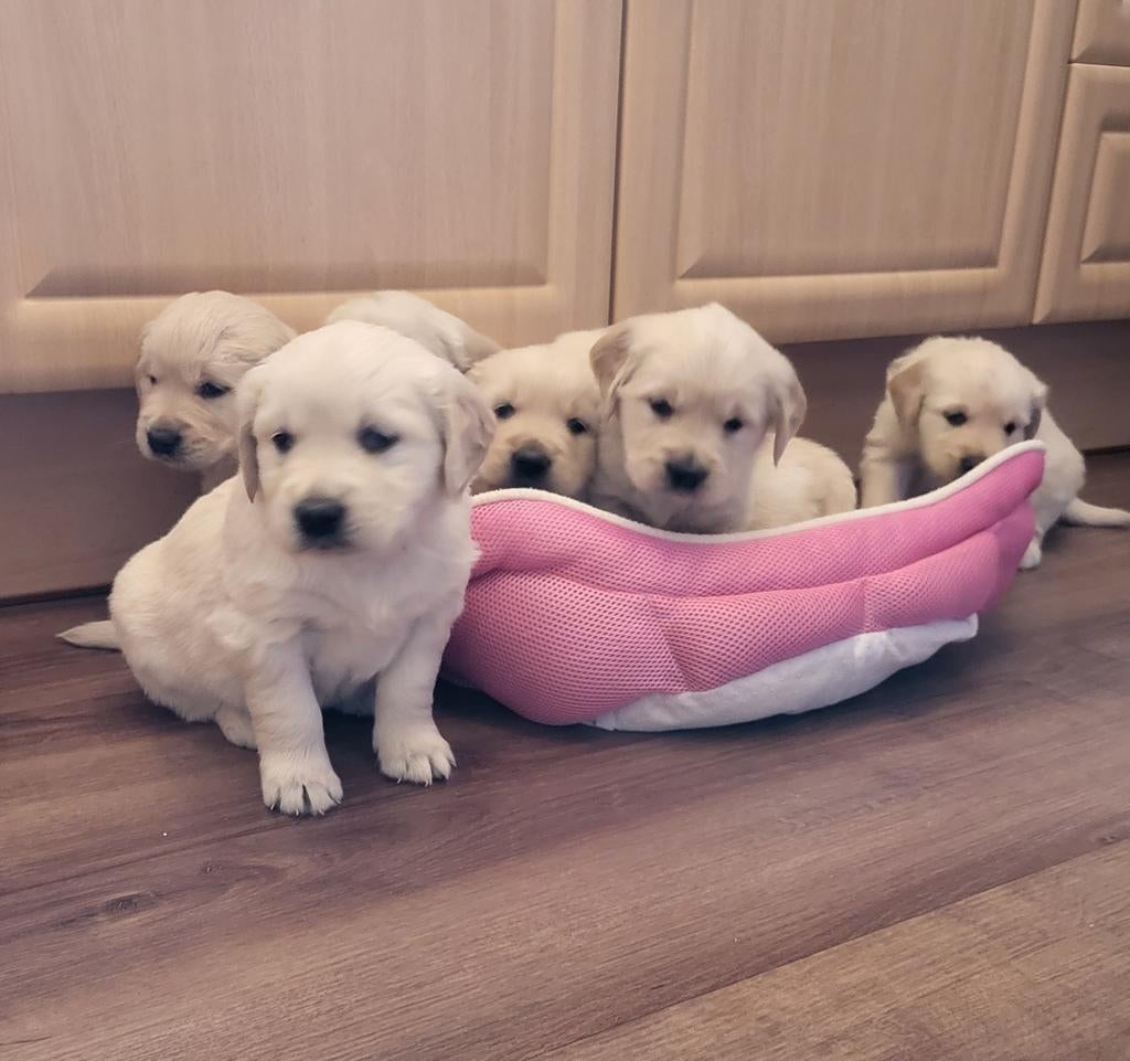 Prachtige raszuivere Golden Retriever pups, Golden retriever, Parvo, 8 tot 15 weken, Meerdere