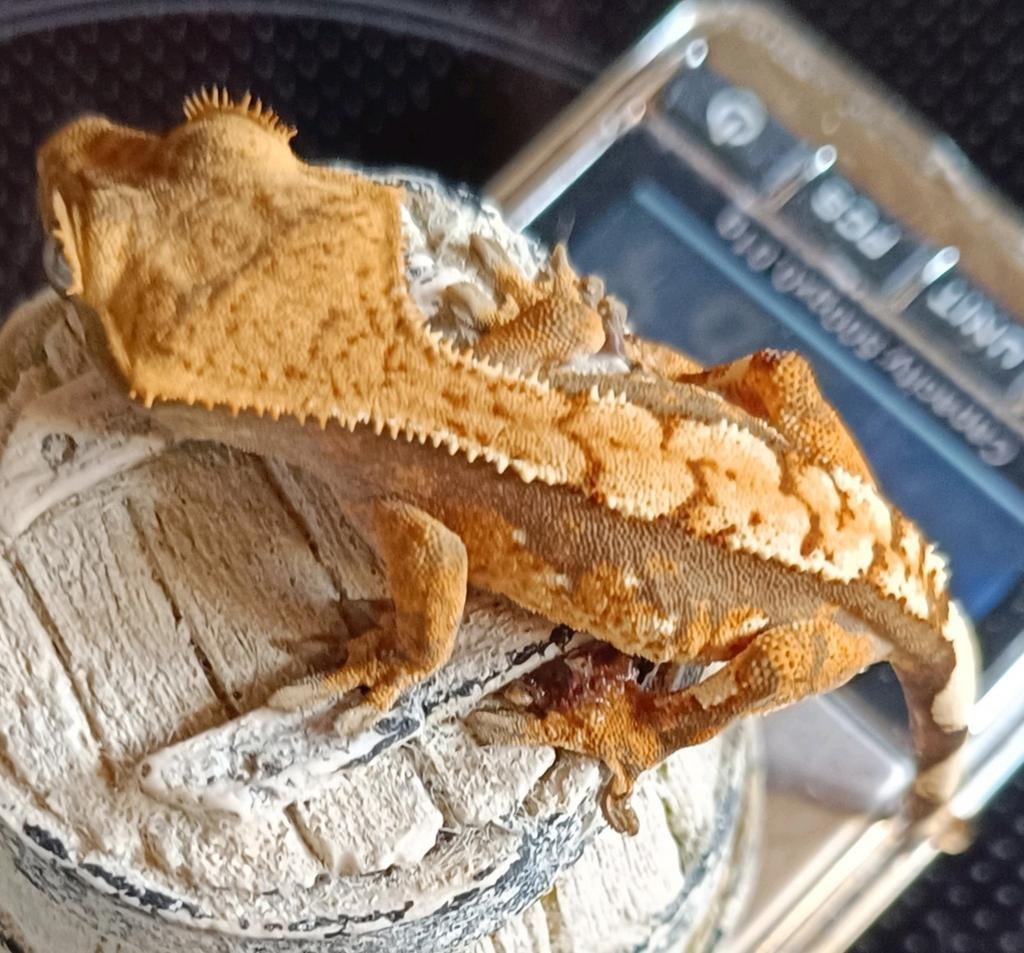 Wimpergekko nakweek 2025, Dieren en Toebehoren, Hagedis, 0 tot 2 jaar