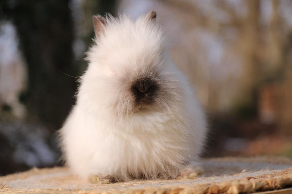 Twee teddy dwerg konijn voedsters te koop, Dieren en Toebehoren, Konijnen, Vrouwelijk, Dwerg