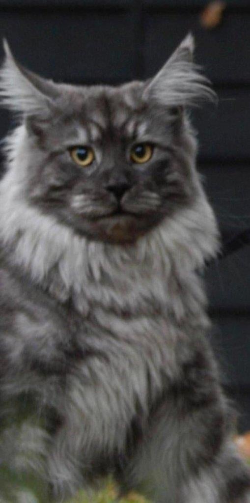 volledig geteste black smoke maine coon kater, Kater, Met stamboom, 0 tot 2 jaar