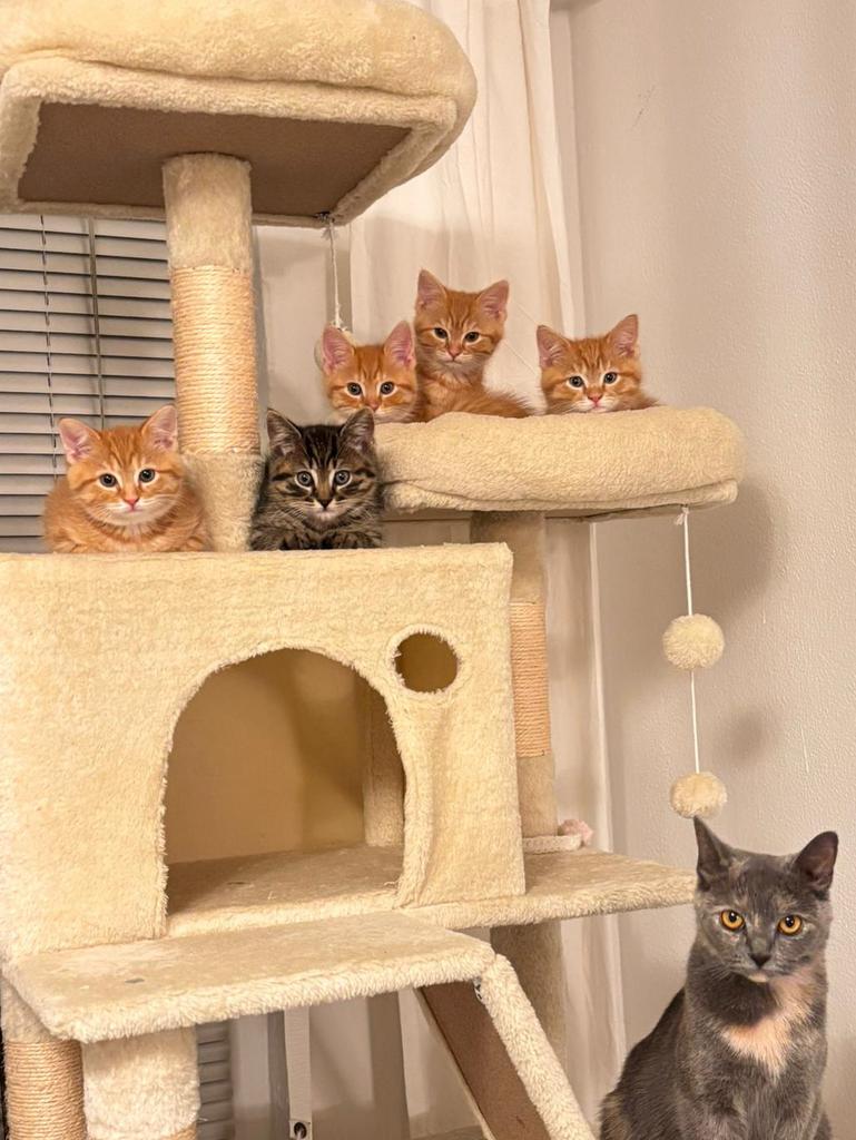 Lieve kittens (Turkse Angora X Britse Korthaar, Dieren en Toebehoren, Meerdere dieren, Ingeënt