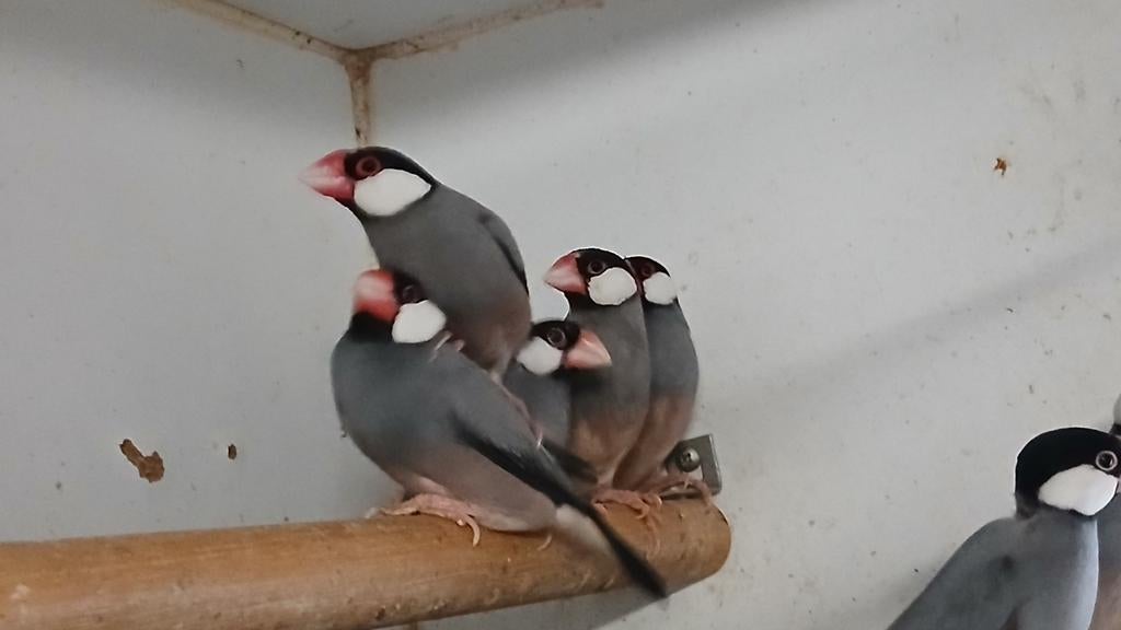 Rijstvogels, Dieren en Toebehoren, Meerdere dieren