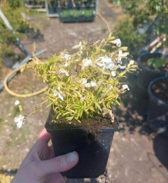 Phlox 'White delight', Volle zon, Vaste plant, Zomer, Ophalen