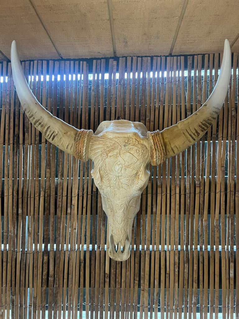 Skull Buffelschedel Beige, Ophalen, Zo goed als nieuw