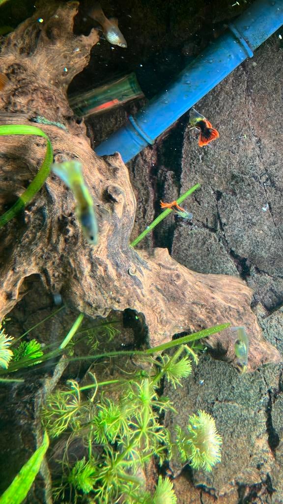 10 mannelijke guppen., Dieren en Toebehoren, Vissen | Aquariumvissen