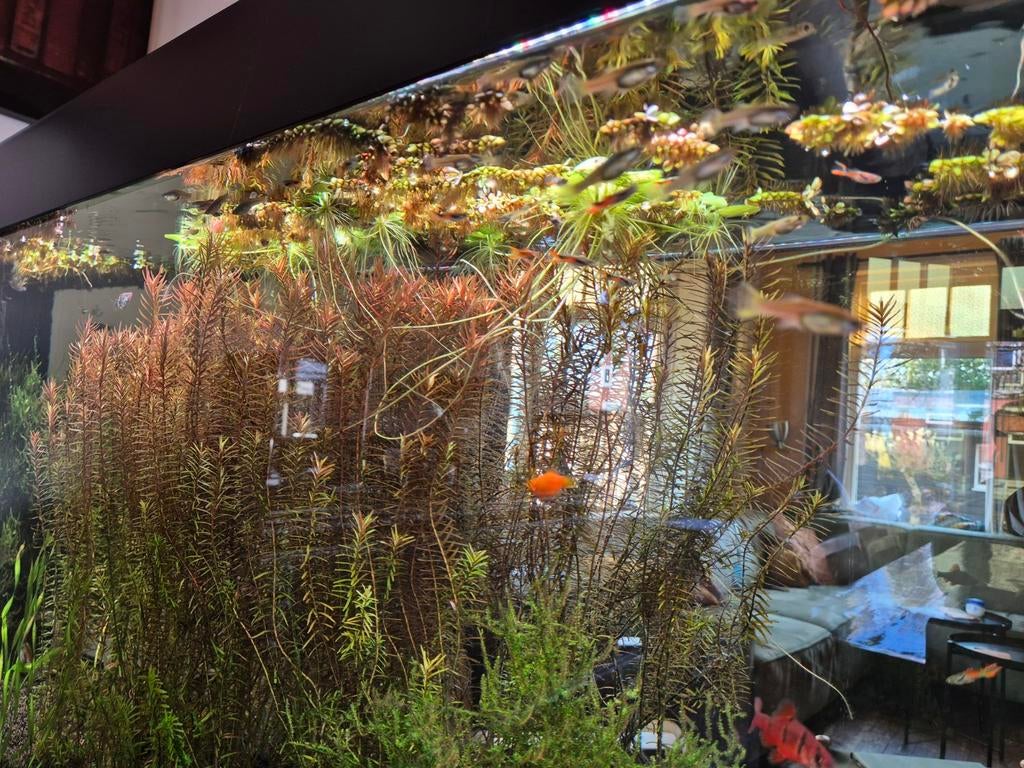 Kweekgroep Poecilia wingei. Zwartstreep barbelen., Vis