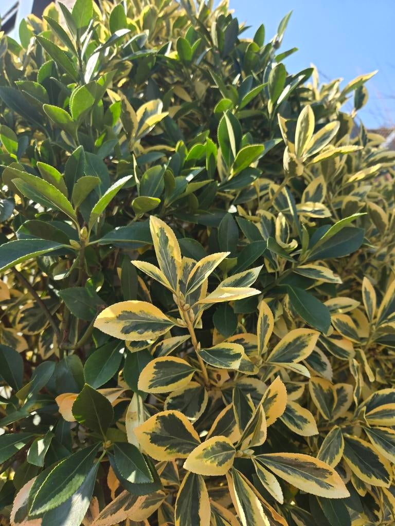 Japanse Kardinaalsmuts 'Aureomarginatus' - Prachtig boompje, Ophalen, Overige soorten, Halfschaduw