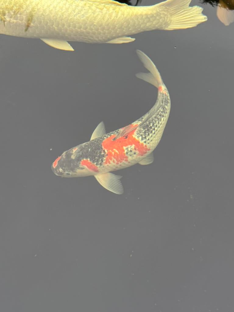 Koi goshiki, Dieren en Toebehoren, Vissen | Vijvervissen