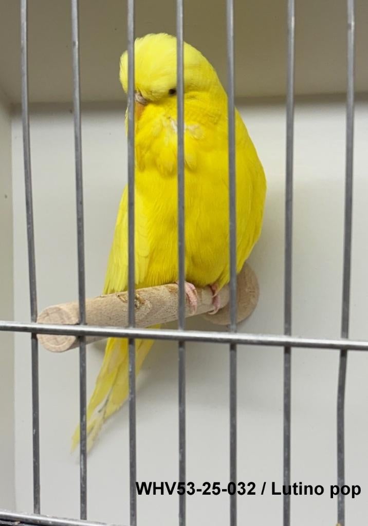 Engelse grasparkieten, Dieren en Toebehoren, Vogels | Parkieten en Papegaaien, Meerdere dieren, Parkiet, Geringd