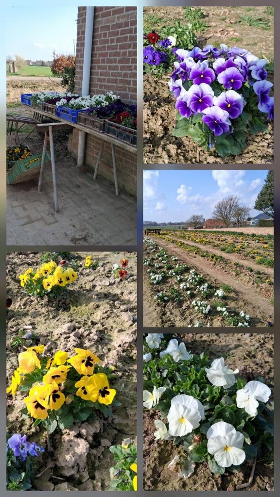 Violen winterhard, Ophalen of Verzenden, Eenjarig, Overige soorten, Volle zon