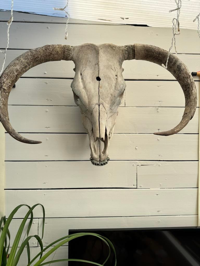 Runder schedel met onderkaak en hoorns, Ophalen of Verzenden, Gebruikt, Boerderijdier, Schedel