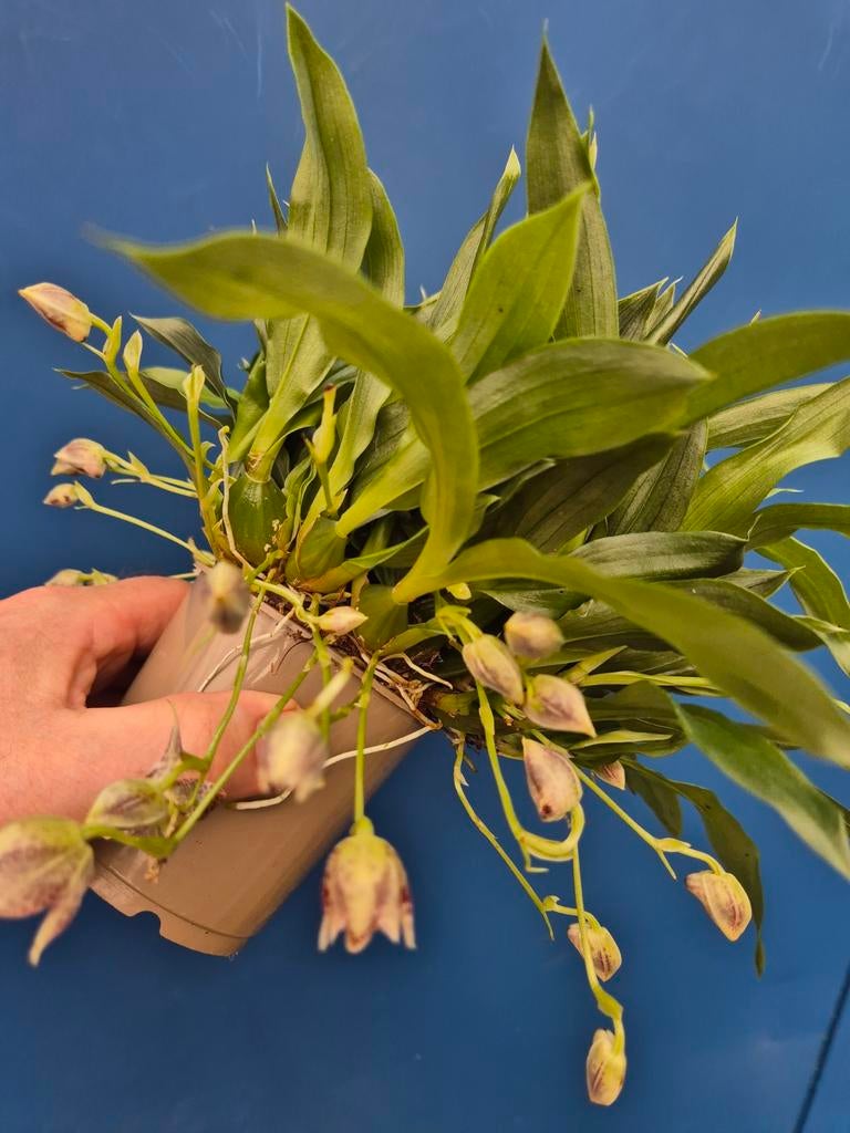 Orchidee Promenaea Sunlight p9 (18), Ophalen of Verzenden, Minder dan 100 cm