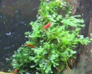 Levermos, Dieren en Toebehoren, Ophalen of Verzenden, Nieuw, Plant(en), Steen of Hout