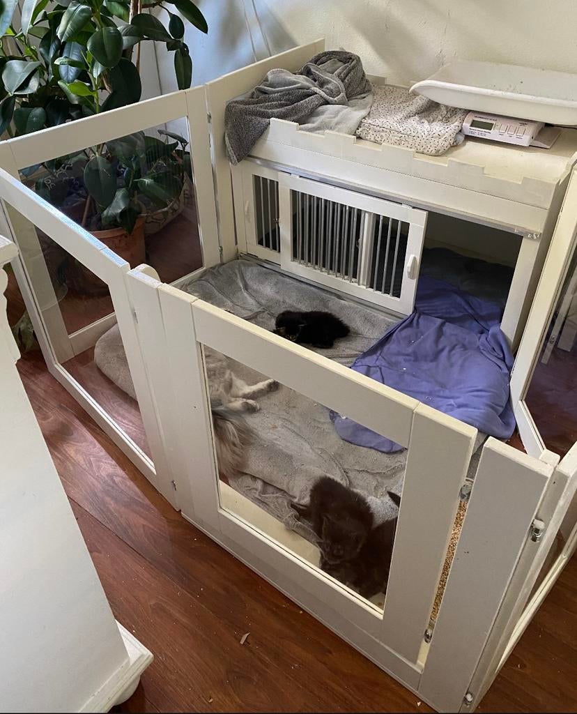 Solide grote houten kitten/puppyren met plexiglas panelen, Dieren en Toebehoren, Ophalen, Zo goed als nieuw