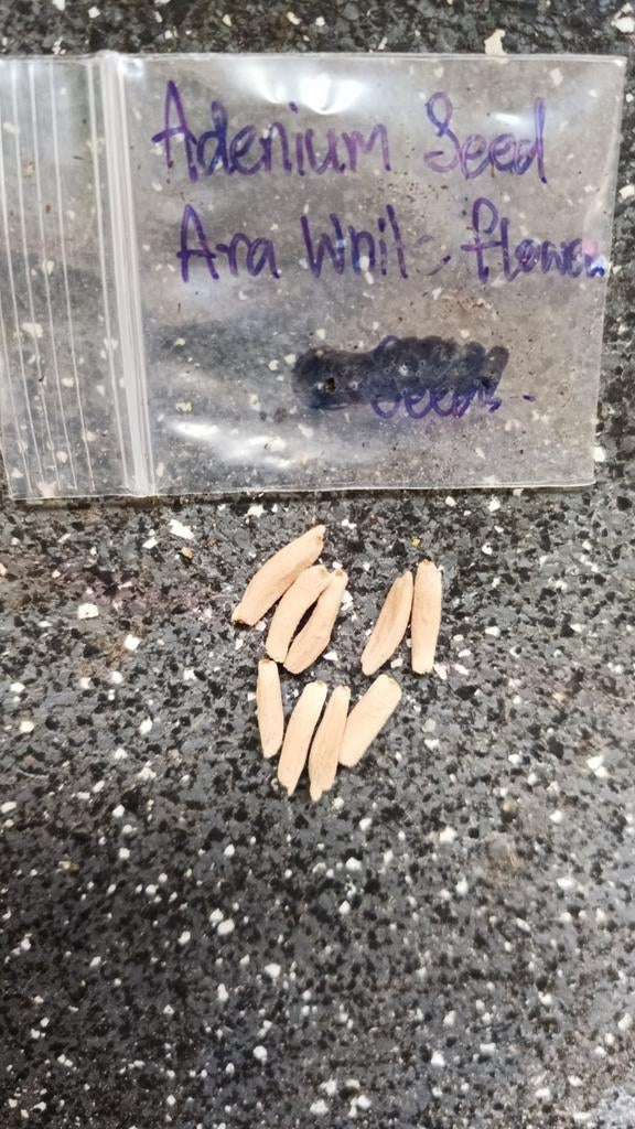 Adenium Arabicum witte bloemen - zaad 9 stuks, Overige soorten, Minder dan 100 cm, Bloeiende kamerplant, Halfschaduw