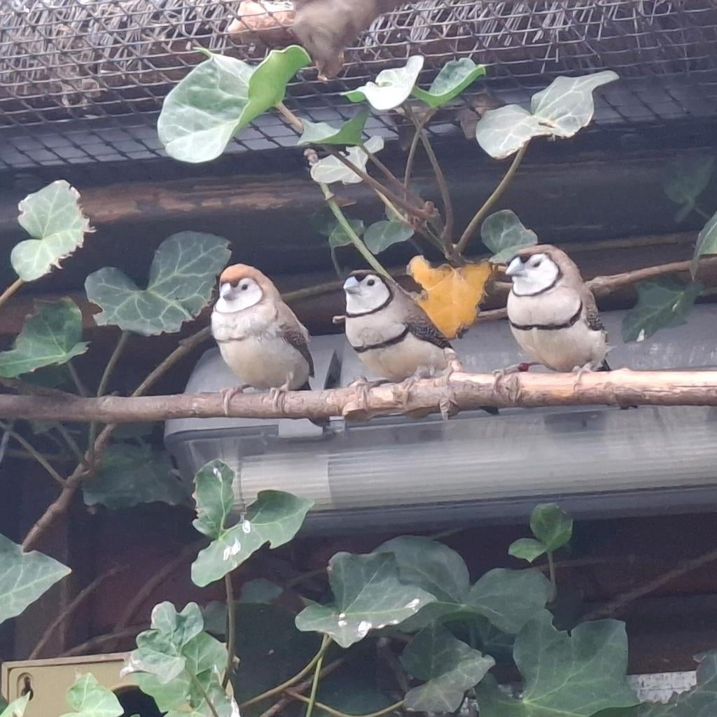 Bichenows, Meerdere dieren