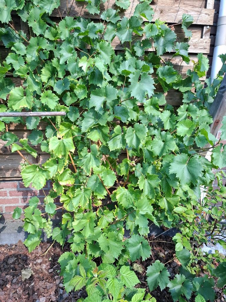 Druivenstruik, Ophalen, Minder dan 100 cm, Overige soorten, Zomer