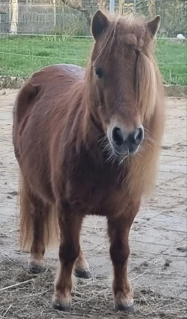 Op zoek naar een leaser, Ophalen of Verzenden, Recreatie