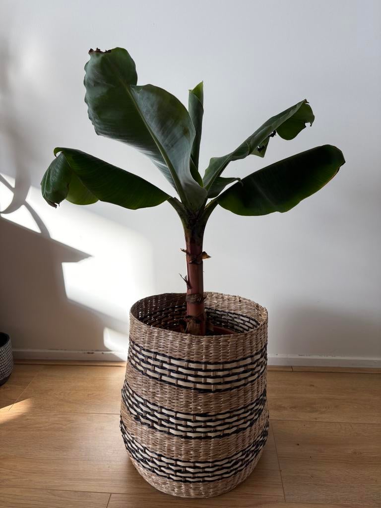 Bananenplant dwarf musa met mand, Ophalen, Halfschaduw, Minder dan 100 cm