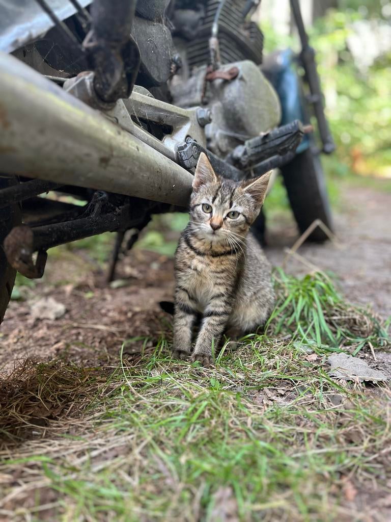 Hele lieve aanhankelijke poes, Poes