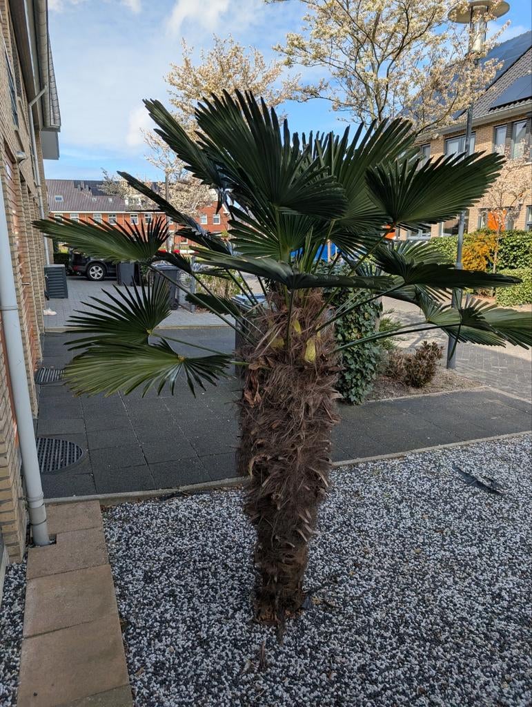 Gezonde winterharde palmboom voor tropische tuin, Ophalen