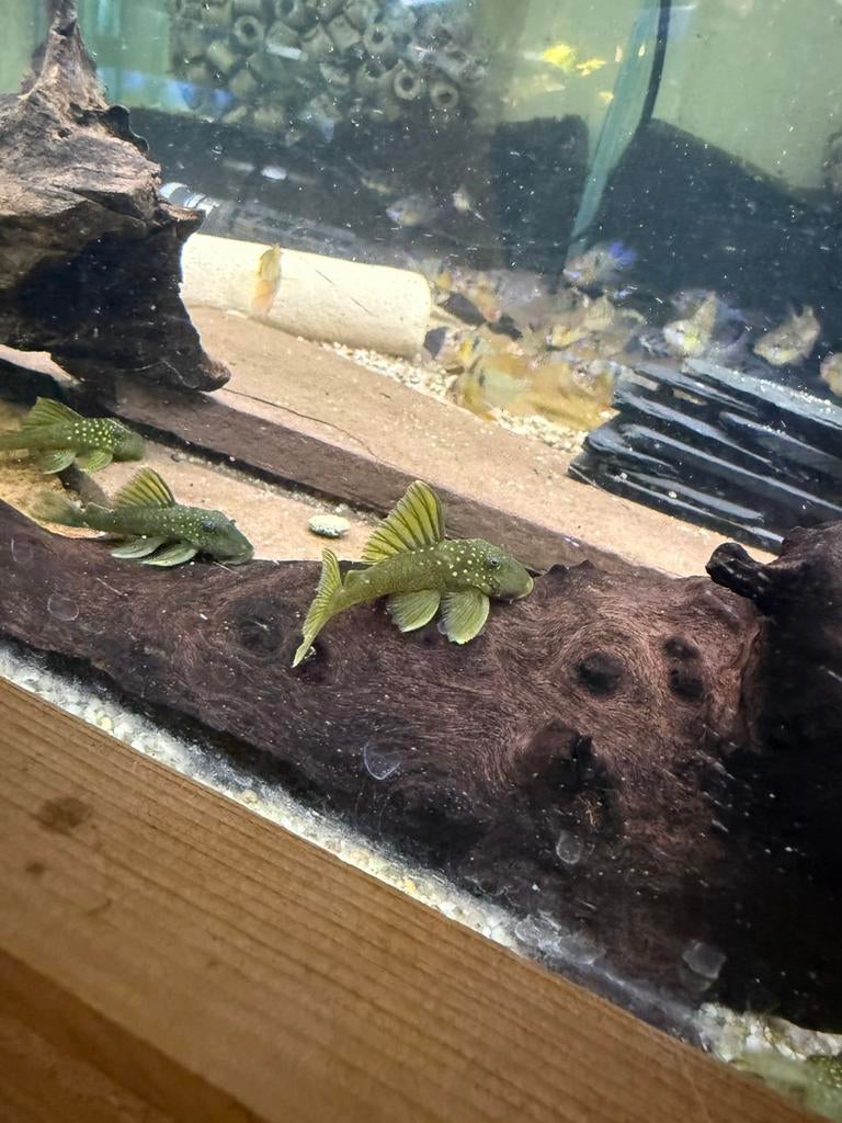 Loricariidae lijst 02-04-2026, Vis, Zoetwatervis