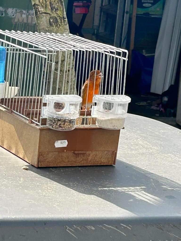 F1 bastaard man 25, Mannelijk, Bastaard