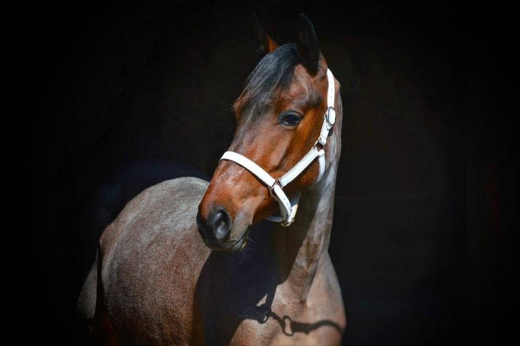 Prachtige 2-jarige moorkop schimmel merrie, Merrie, Minder dan 160 cm, 3 tot 6 jaar