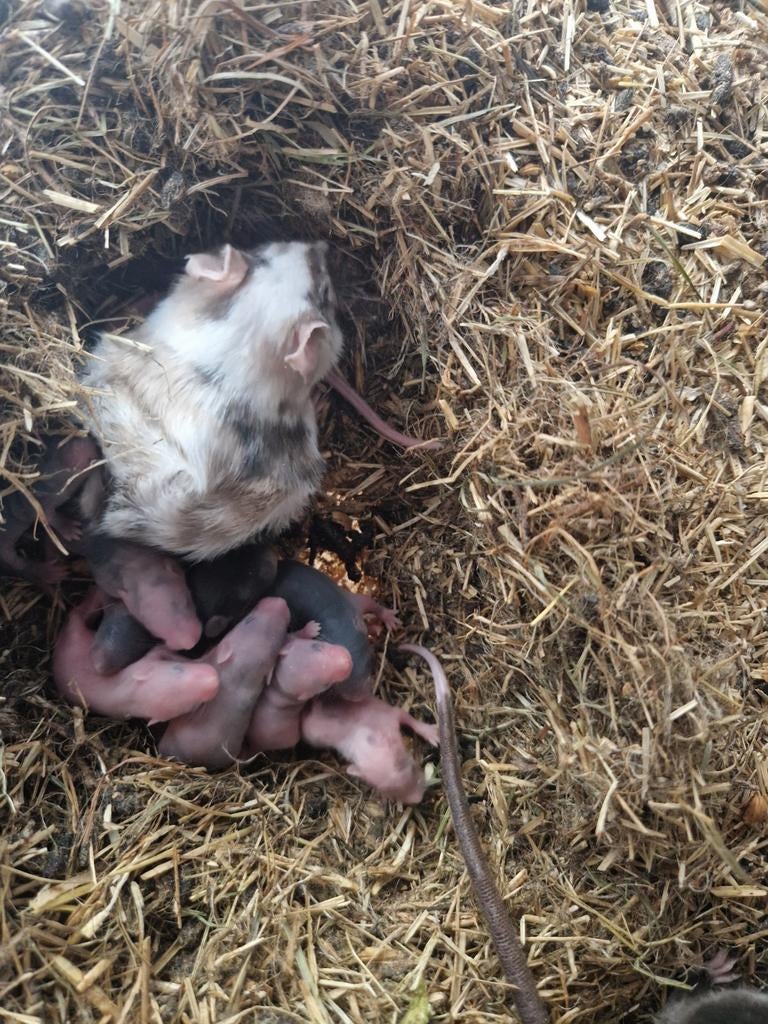 Te koop borstelmuizen!, Dieren en Toebehoren, Knaagdieren, Meerdere dieren, Muis, Maart, Tam