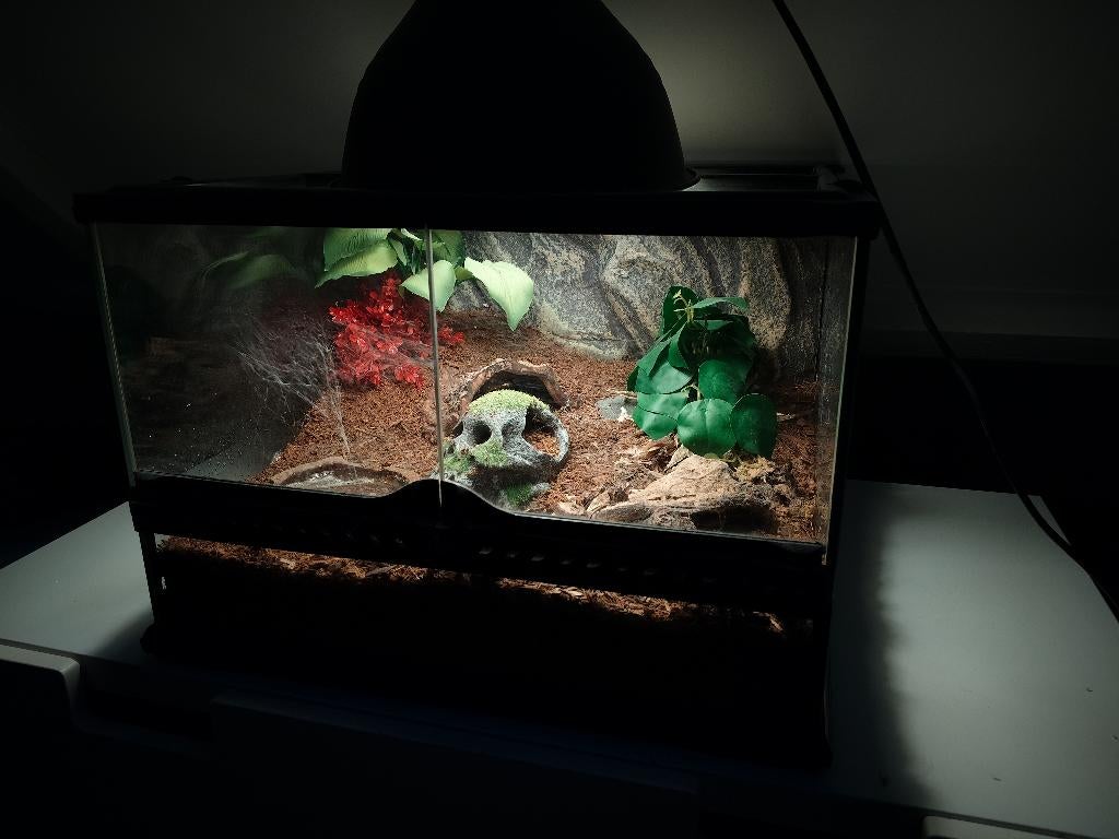 Terrarium met Krulhaarvogelspin (Tliltocatl albopilosum), Spin of Schorpioen