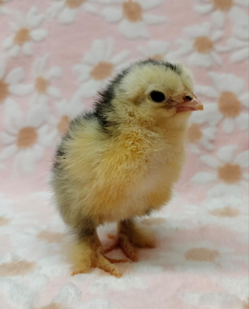 Brahma groot soort kuikens, gesexst hennen, div kleuren, Vrouwelijk