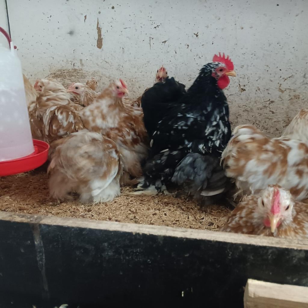 Cochin kriel hanen, Mannelijk, Kip