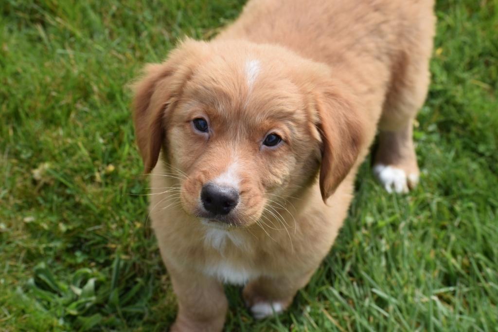 Nova Scotia Duck Tolling Retriever pup, Dieren en Toebehoren, België, 8 tot 15 weken, Meerdere, Fokker | Professioneel