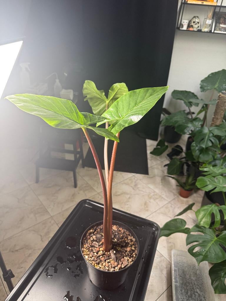 Diverse stekjes en planten alocasia,monstera, Ophalen, Overige soorten, Halfschaduw, In pot