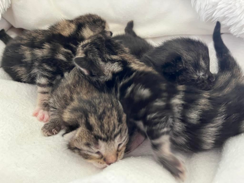 Kittens te koop, Dieren en Toebehoren, Meerdere dieren, Ontwormd