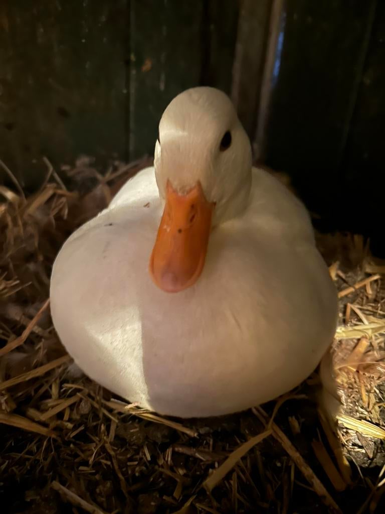 Op reservering: kwaker kuikens diverse kleuren, Dieren en Toebehoren, Pluimvee, Meerdere dieren, Eend