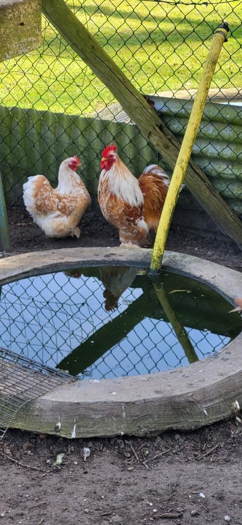 Cochin kriel, Dieren en Toebehoren, Pluimvee, Meerdere dieren, Kip