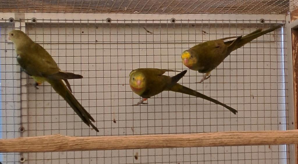 Barraband parkieten, Dieren en Toebehoren, Vogels | Parkieten en Papegaaien, Mannelijk, Parkiet, Geringd