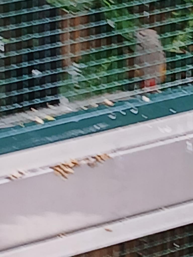 Tekoop pop van de roodwang aurora astrilde, Vrouwelijk, Geringd