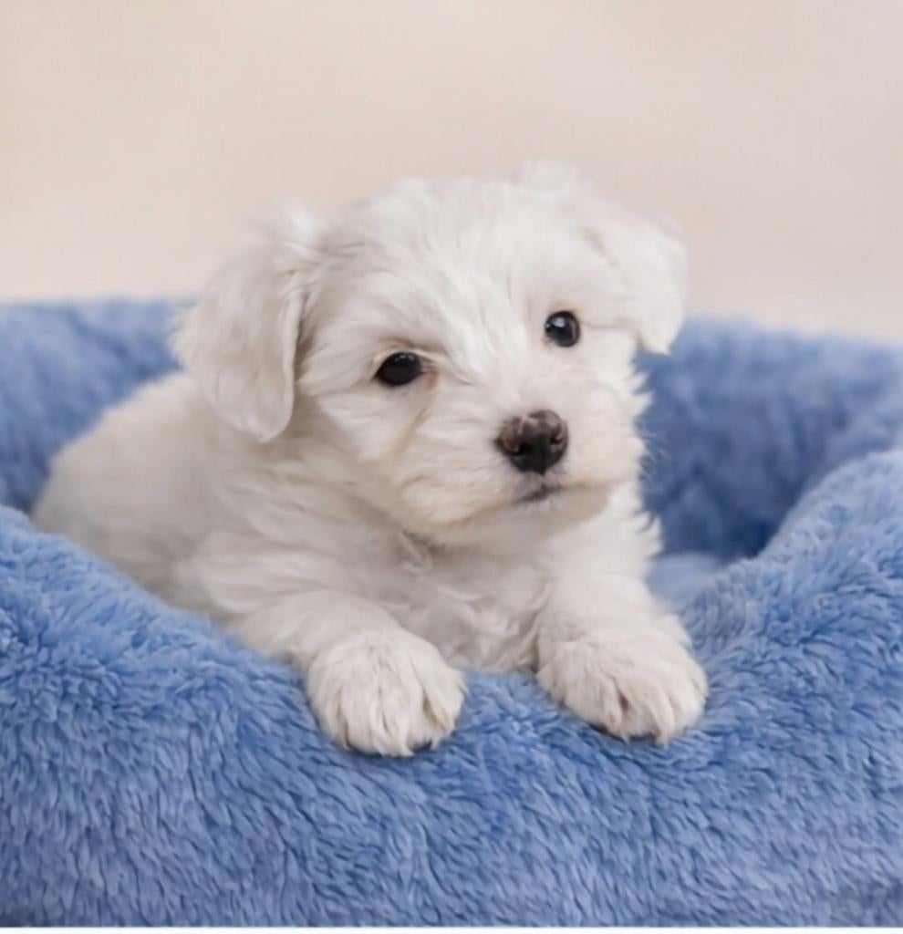 Super mooie maltezer pups, Dieren en Toebehoren, Maltezer, Parvo, Reu, 8 tot 15 weken