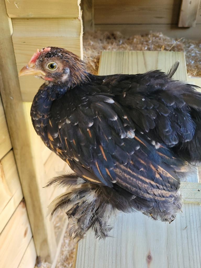 Cochin kriel kuikens haan, Mannelijk, Kip