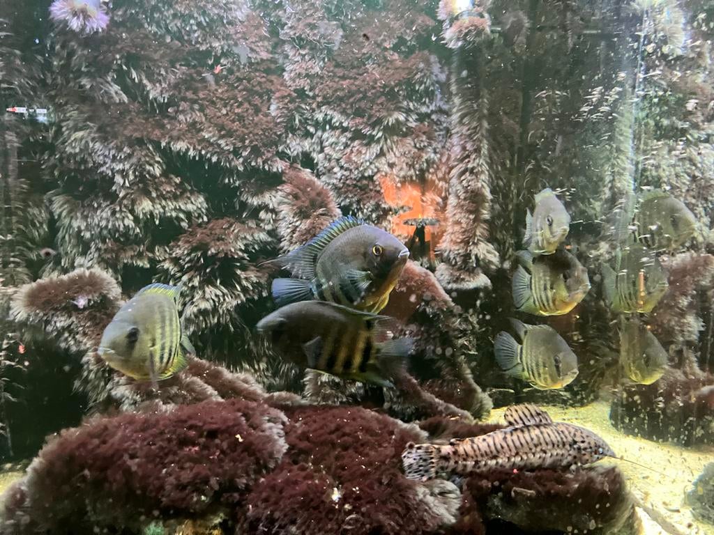 Te Koop Heros Severus Rotkeil, Vis, Zoetwatervis