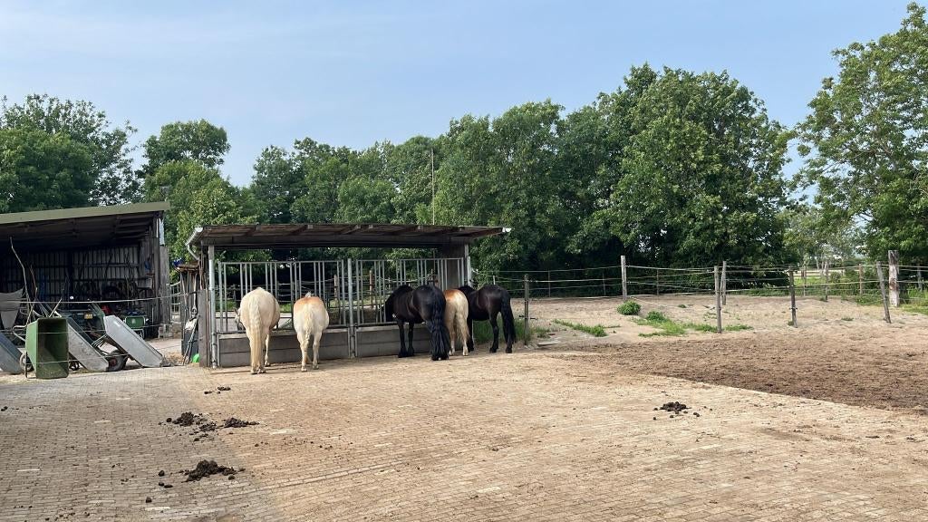 Mesthulp gezocht (betaald) Leidschendam, Dieren en Toebehoren, Stalling, 4 paarden of pony's of meer