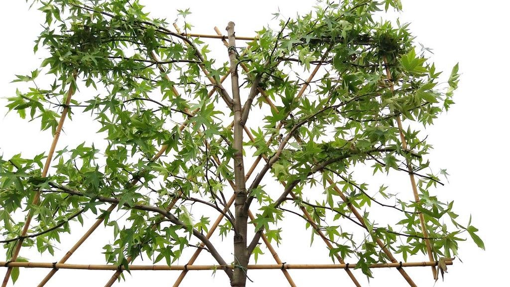 Liquidambar worplesdon| Leiamberboom | Amberboom leiboom, Tuin en Terras, Planten | Bomen, Ophalen of Verzenden, Zomer, Leiboom