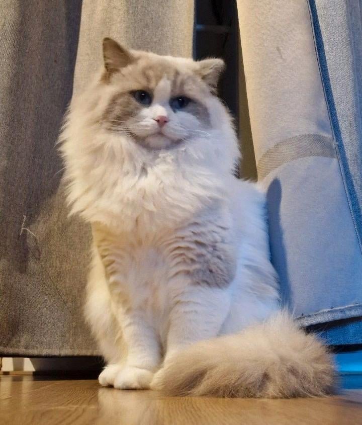 Dekkater ragdoll bue bicolor Baloe, Dieren en Toebehoren, 0 tot 2 jaar