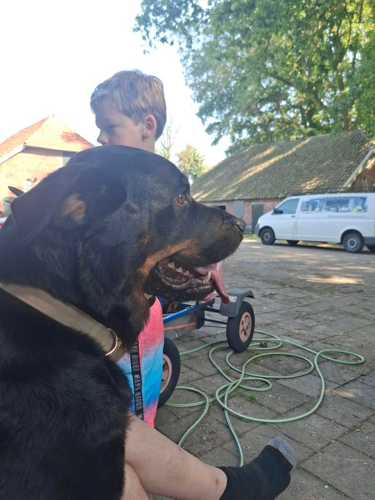 Honden opvang op de boerderij, Diensten en Vakmensen, Dieren | Honden | Verzorging, Oppas en Les